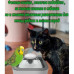 Фонтан поилка с пятью сменными фильтрами Pet Water FOUNTAIN для собак и котов автоматическая